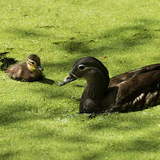 Canard mandarin