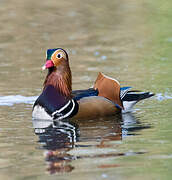 Mandarin Duck