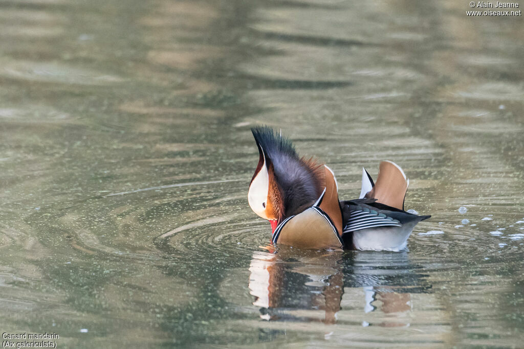 Mandarin Duck male, swimming, courting display