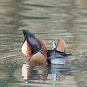 Mandarin Duck