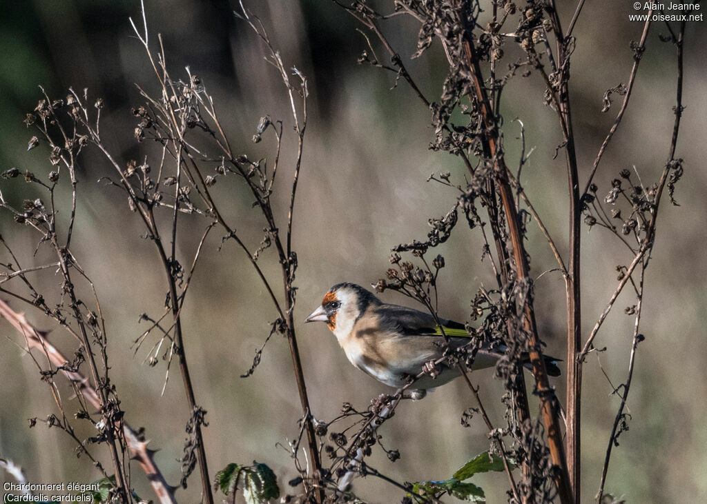 European Goldfinch, eats