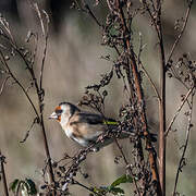 European Goldfinch