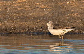 Common Greenshank