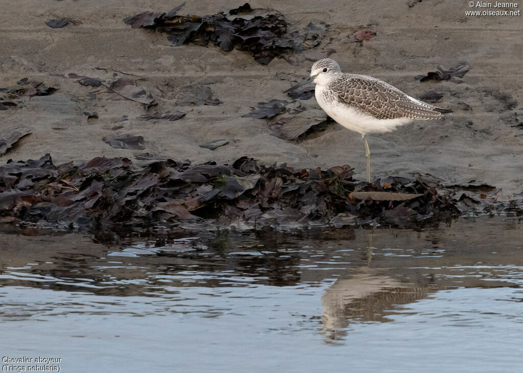 Common Greenshankadult, identification