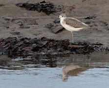 Common Greenshank