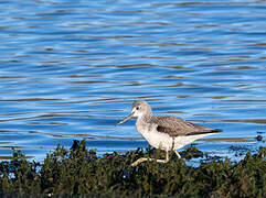 Common Greenshank