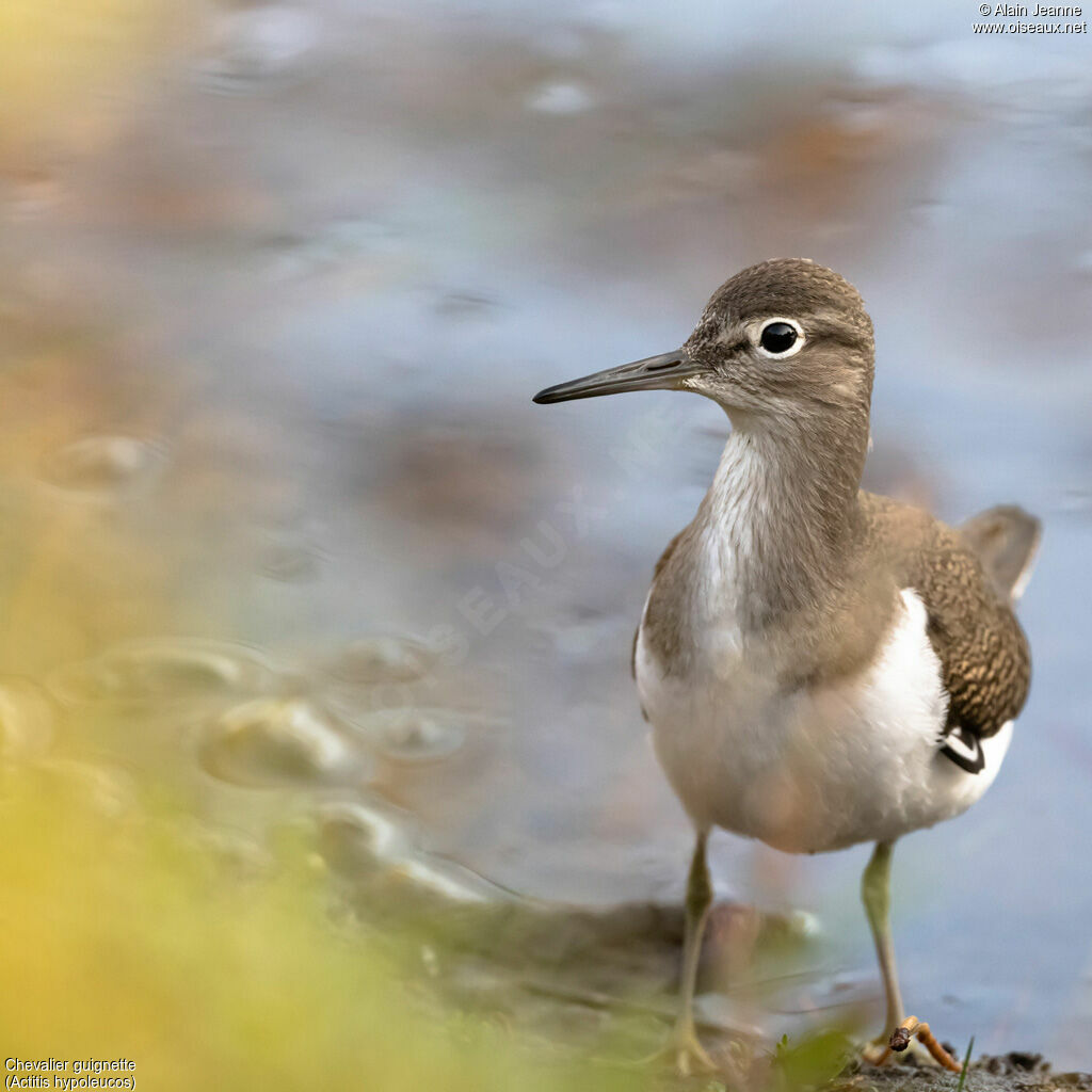 Common Sandpiper