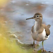 Common Sandpiper