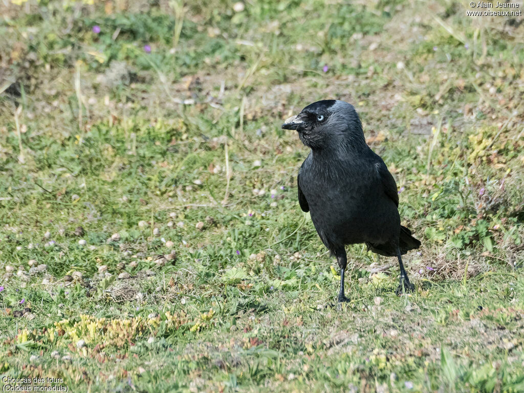 Western Jackdaw