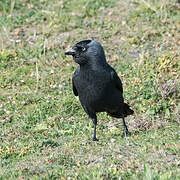 Western Jackdaw