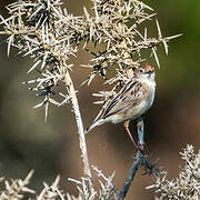 Zitting Cisticola