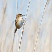 Zitting Cisticola