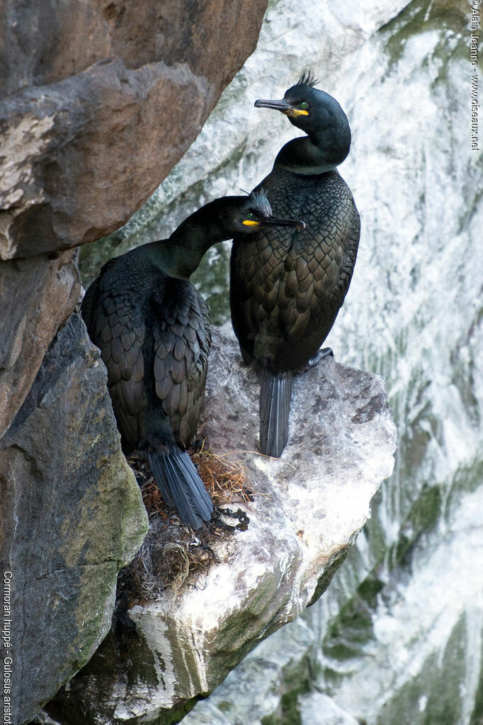 European Shag