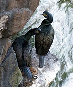 European Shag