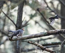 Common Cuckoo