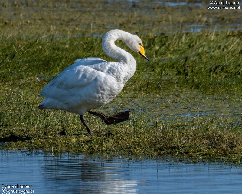 Whooper Swan, walking