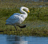 Cygne chanteur