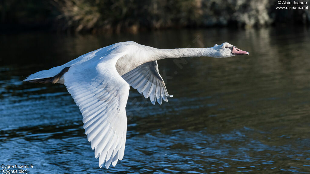 Cygne tuberculé, Vol