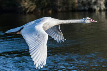 Cygne tuberculé