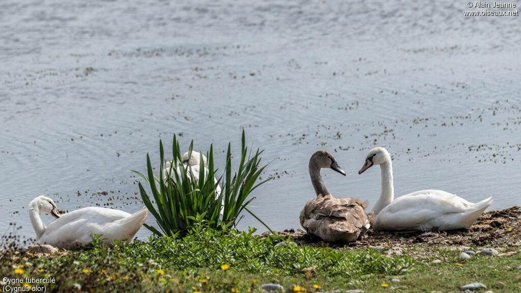 Mute Swanjuvenile