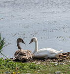 Cygne tuberculé