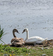 Mute Swan