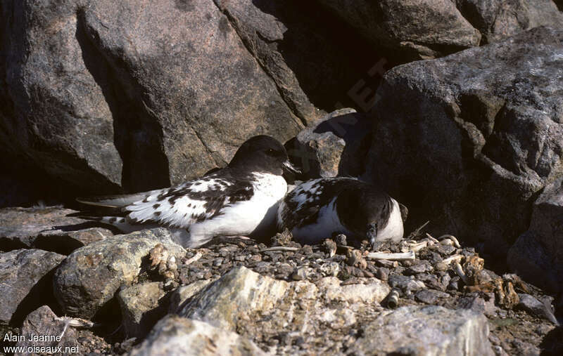 Cape Petreladult, Reproduction-nesting