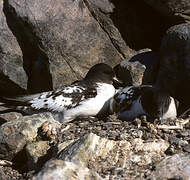 Cape Petrel