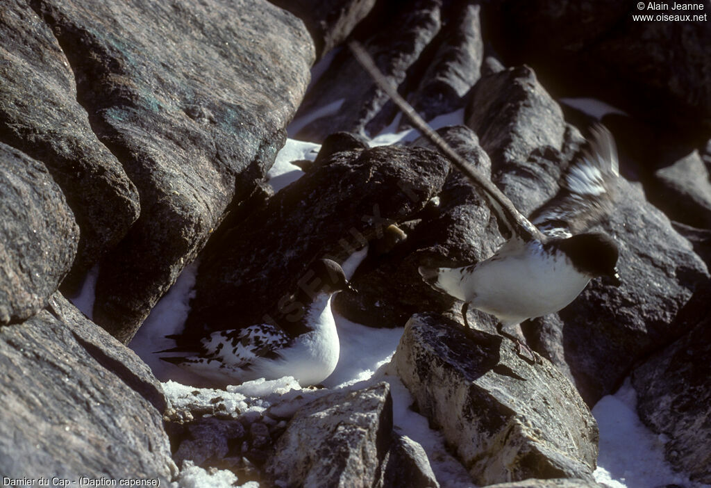 Cape Petrel