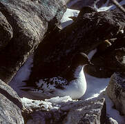 Cape Petrel