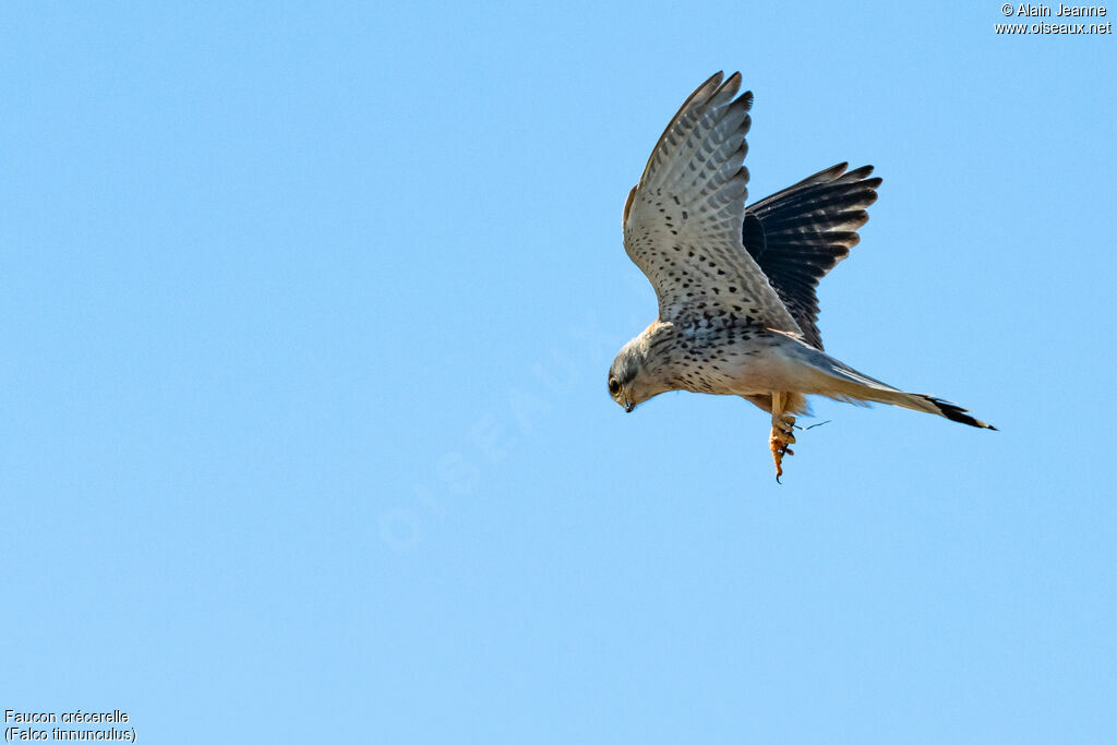 Common Kestreladult, Flight