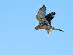 Common Kestrel