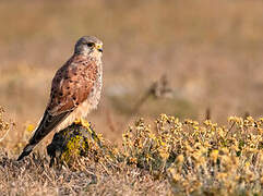 Common Kestrel