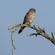 Common Kestrel