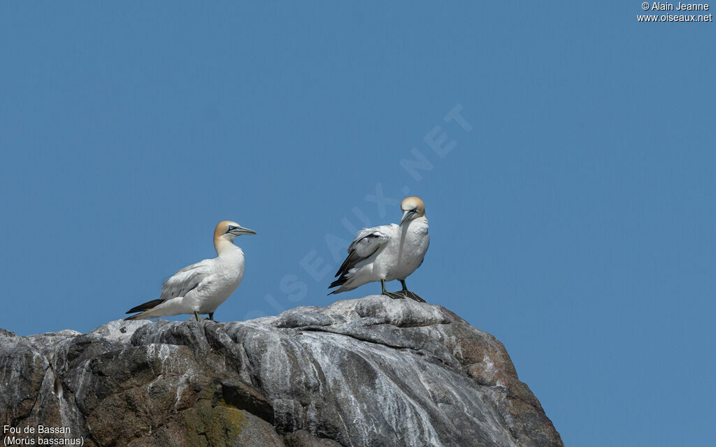 Northern Gannet