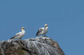 Northern Gannet