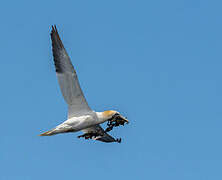 Northern Gannet