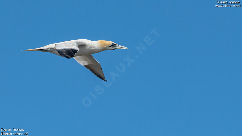 Northern Gannet, Flight