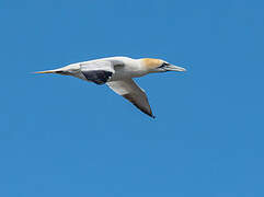 Northern Gannet