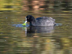 Eurasian Coot