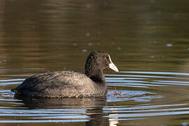 Eurasian Coot