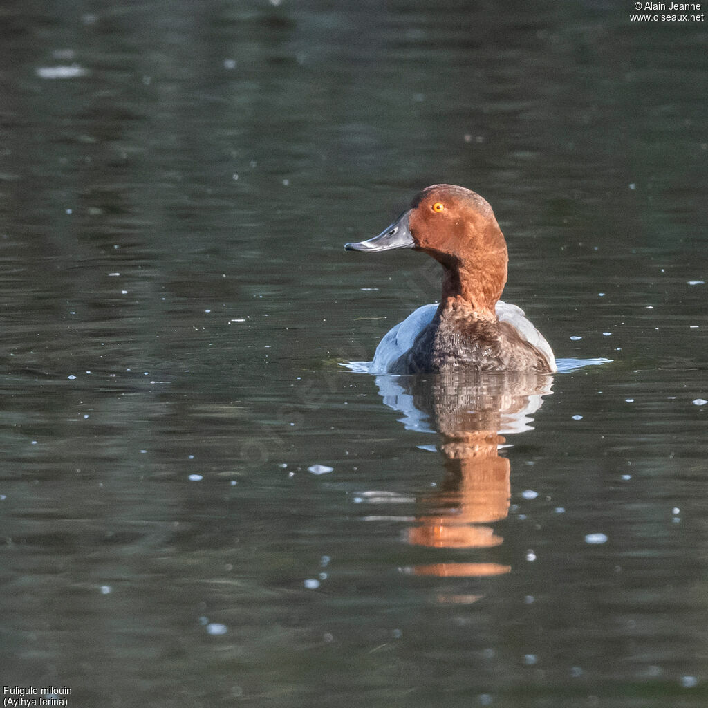 Common Pochard