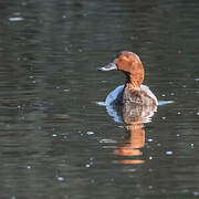 Common Pochard