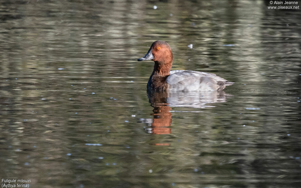 Common Pochard male adult, swimming