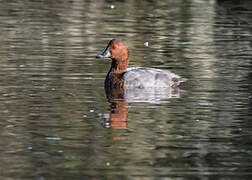 Common Pochard