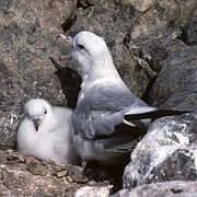 Fulmar argenté