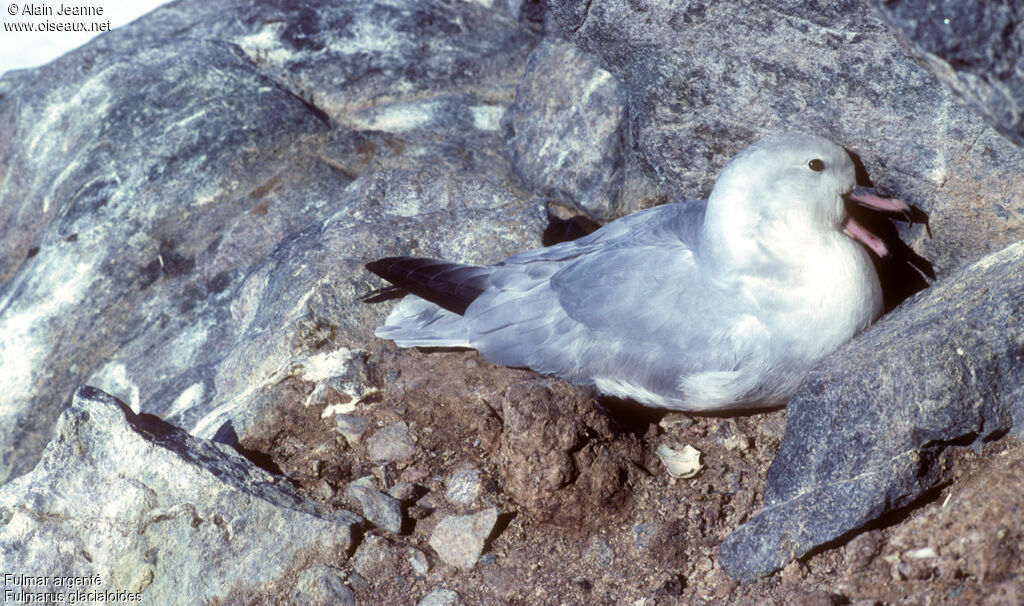 Fulmar argenté