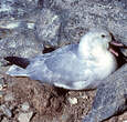 Fulmar argenté