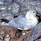 Fulmar argenté