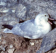 Southern Fulmar